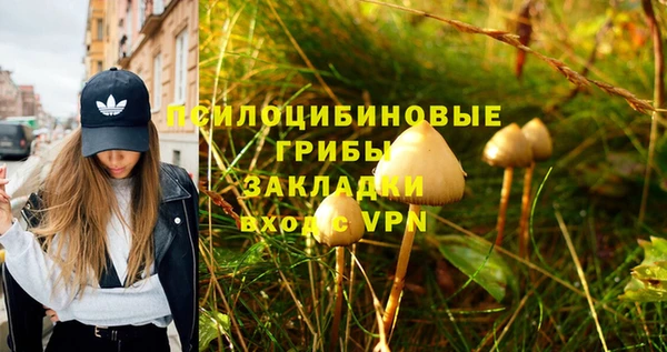 индика Новодвинск